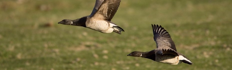 Pair of Brent Geese in flight; Image - Daniel Bergmann
